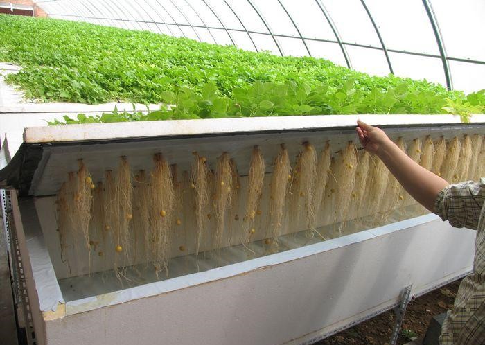 氣霧培.jpg 氣霧培.jpg