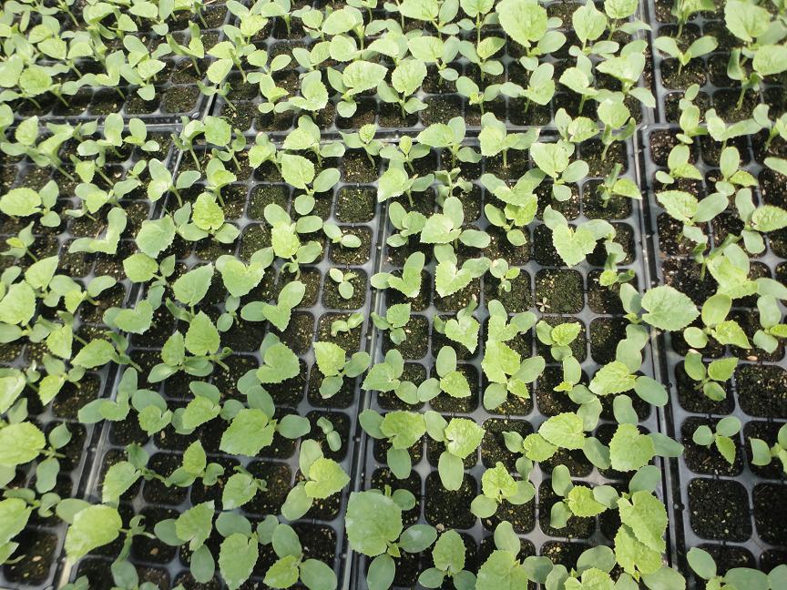育苗盤.JPG 育苗盤.JPG