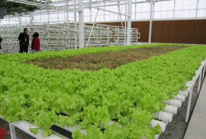 無土栽培.jpg 無土栽培.jpg