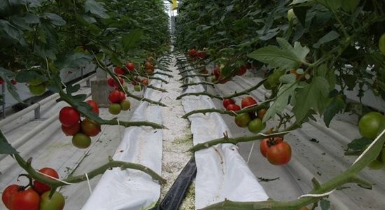 無土栽培西紅柿.jpg 無土栽培西紅柿.jpg