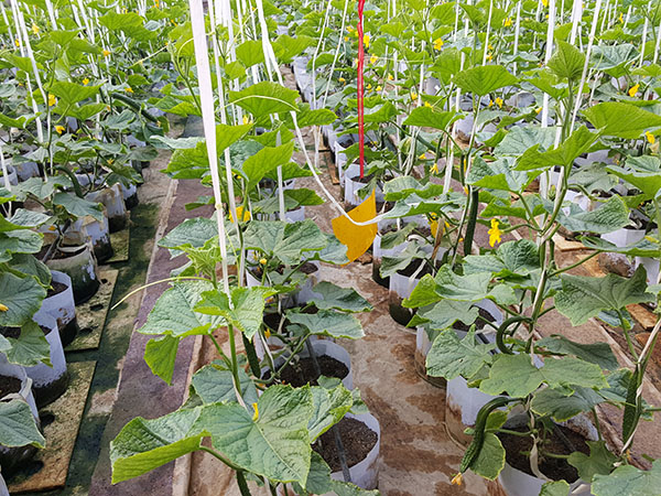 無土栽培黃瓜.jpg 無土栽培黃瓜.jpg