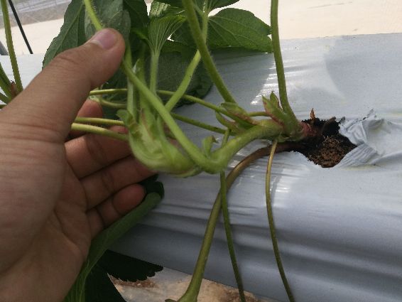 基質(zhì)栽培草莓.jpg 基質(zhì)栽培草莓.jpg