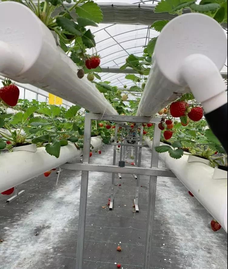 空中立體無土栽培技術(shù)模式.jpg 空中立體無土栽培技術(shù)模式.jpg