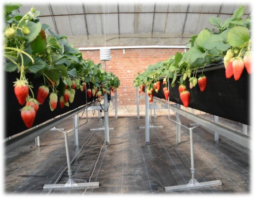 平面支架式栽培.jpg 平面支架式栽培.jpg