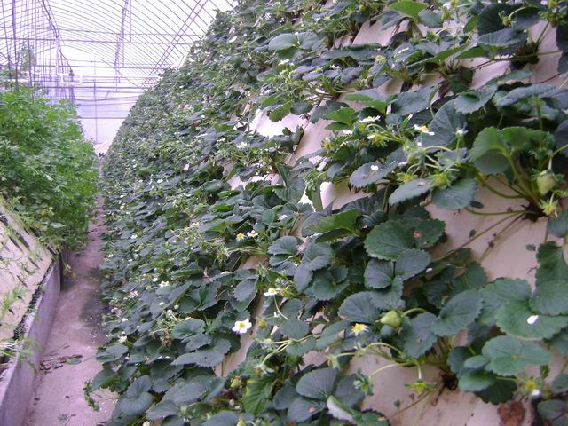 金字塔式霧培模式.jpg 金字塔式霧培模式.jpg