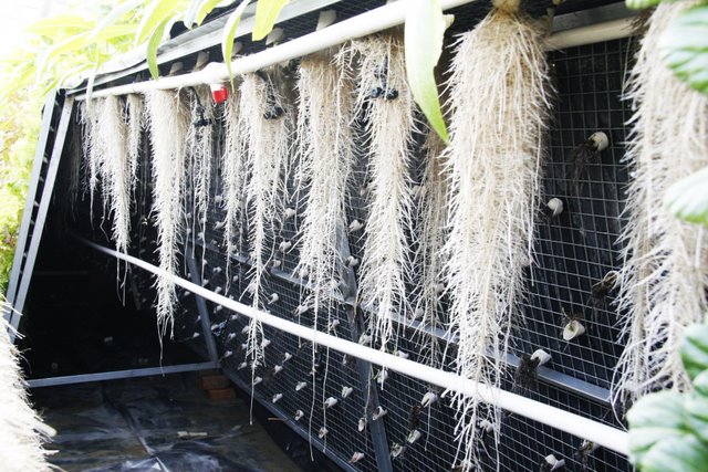 氣霧培.JPG 氣霧培.JPG