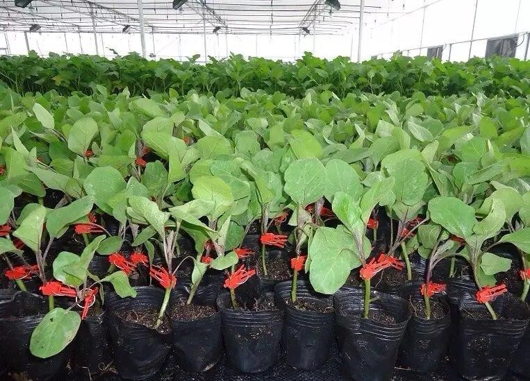 茄子嫁接苗.jpg 茄子嫁接苗.jpg