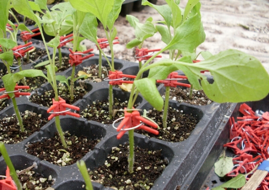 劈開的茄子砧木.png 劈開的茄子砧木.png