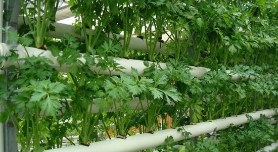 無土栽培芹菜.jpg 無土栽培芹菜.jpg