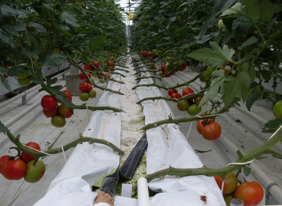 無土栽培.png 無土栽培.png