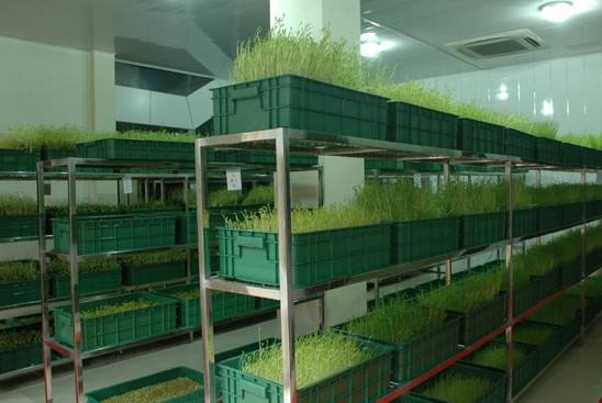 芽苗菜.jpg 芽苗菜.jpg