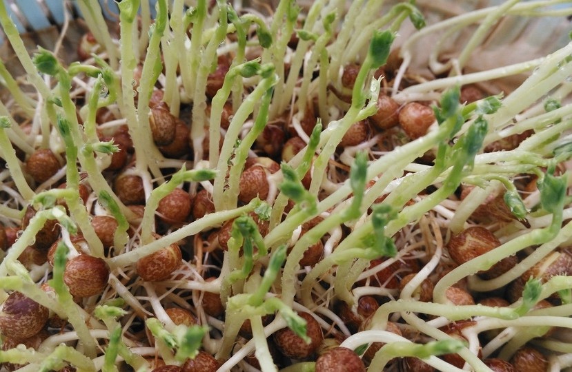 芽苗菜.jpg 芽苗菜.jpg