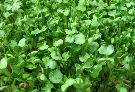 蘿卜芽.jpg 蘿卜芽.jpg