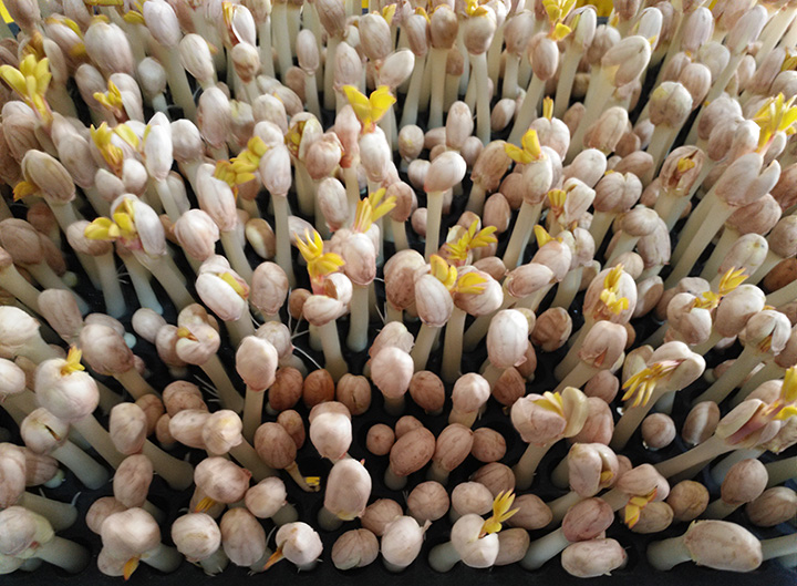 花生芽.jpg 花生芽.jpg