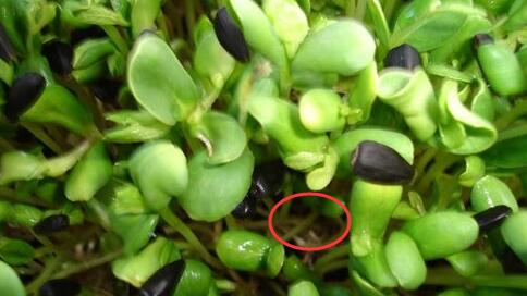 芽苗菜爛根.jpg 芽苗菜爛根.jpg