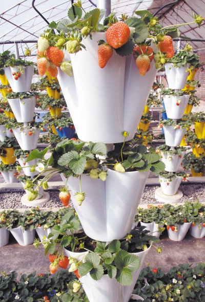 立柱式無土栽培草莓.png 立柱式無土栽培草莓.png