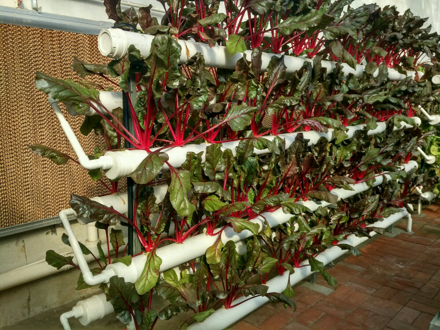 管道式栽培.jpg 管道式栽培.jpg