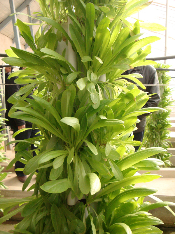 立柱式栽培.jpg 立柱式栽培.jpg