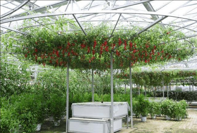 樹式栽培.jpg 樹式栽培.jpg