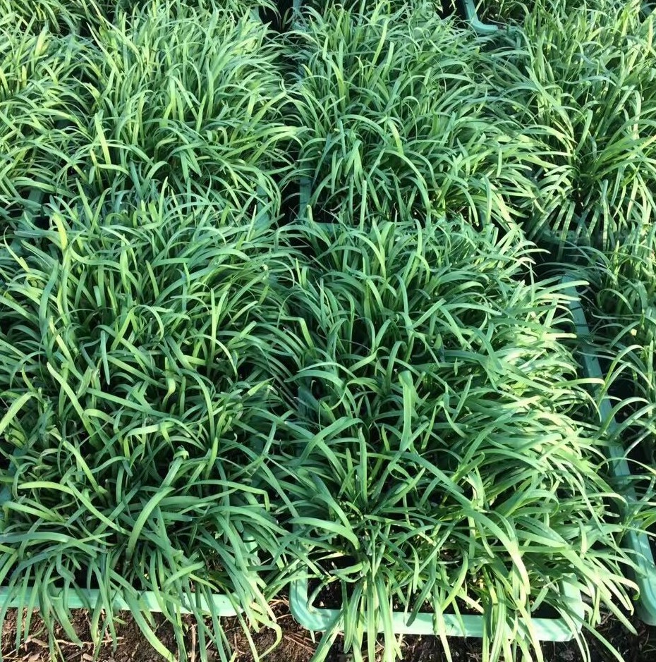 盆栽韭菜.jpg 盆栽韭菜.jpg