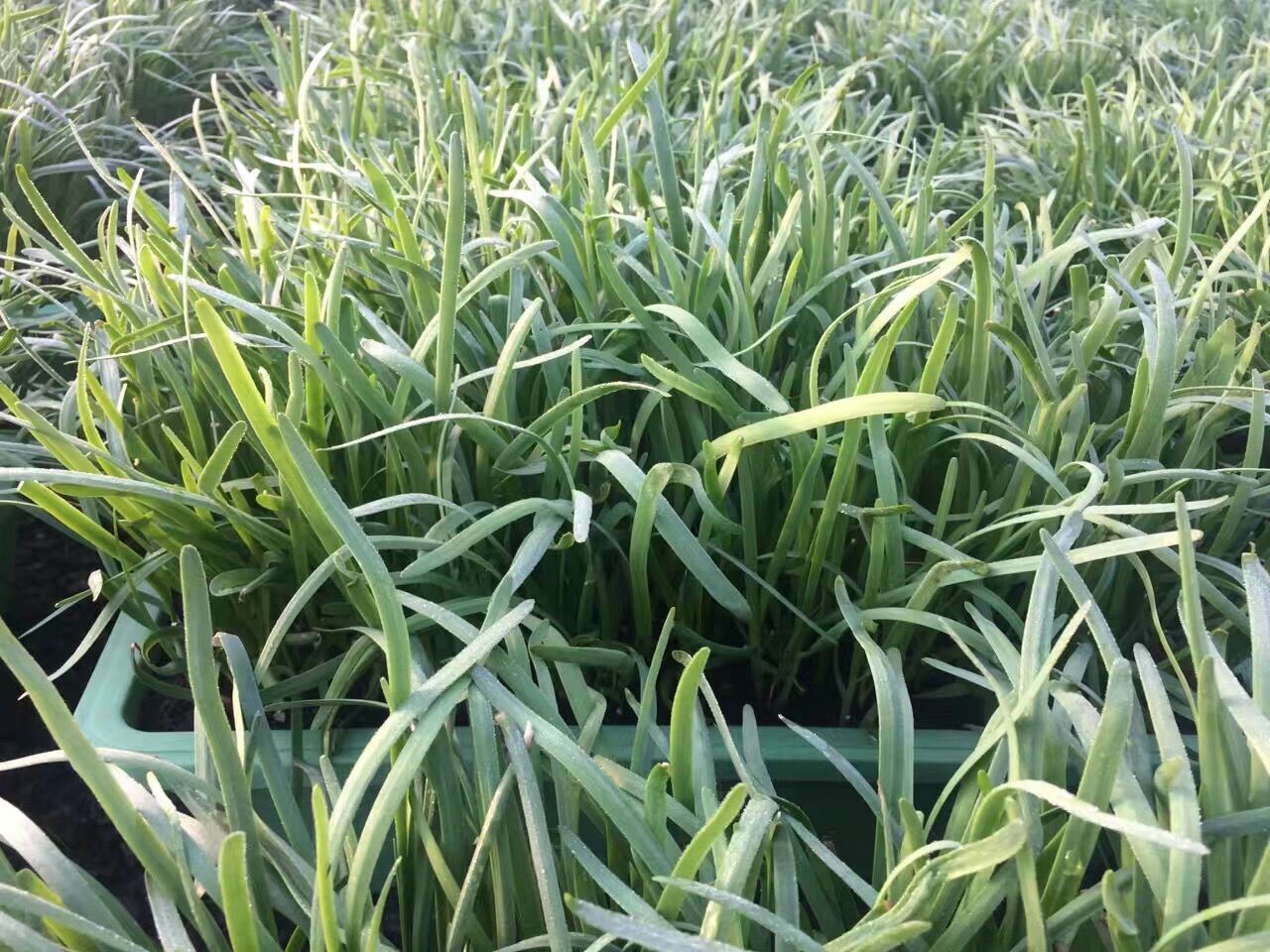 盆栽韭菜.jpg 盆栽韭菜.jpg