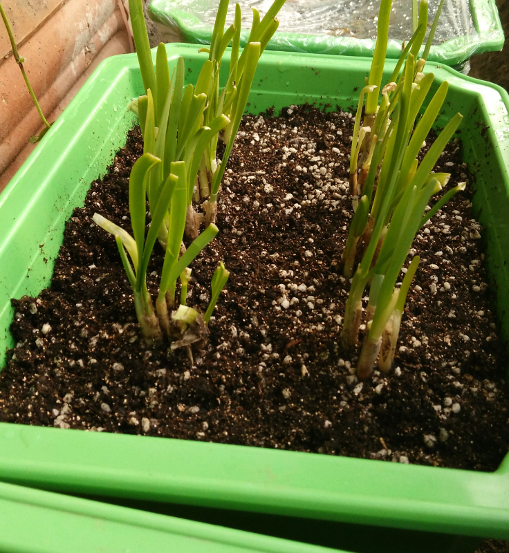 韭菜定值.jpg 韭菜定值.jpg