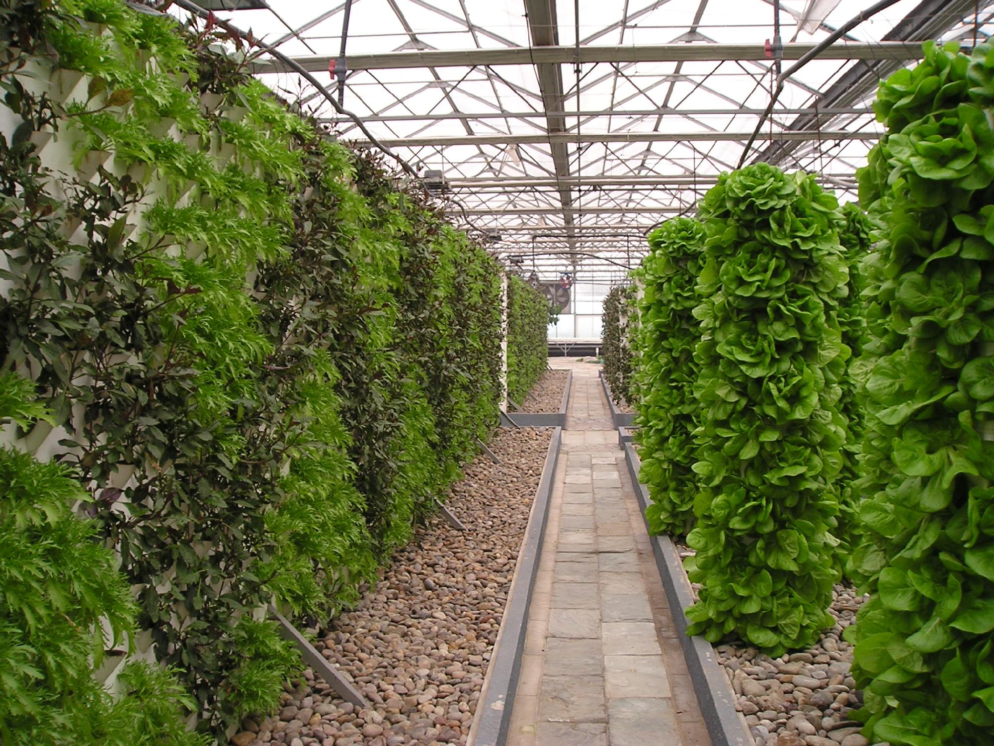 無土栽培.jpg 無土栽培.jpg