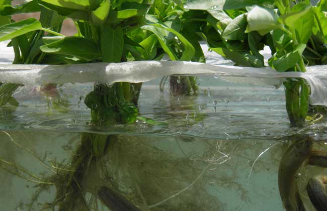 無土栽培.jpg 無土栽培.jpg