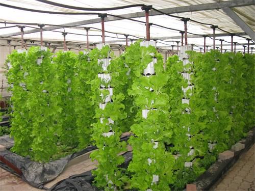 無土栽培生菜.jpg 無土栽培生菜.jpg