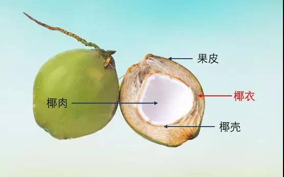 椰糠來自椰子的椰衣部分.jpg 椰糠來自椰子的椰衣部分.jpg