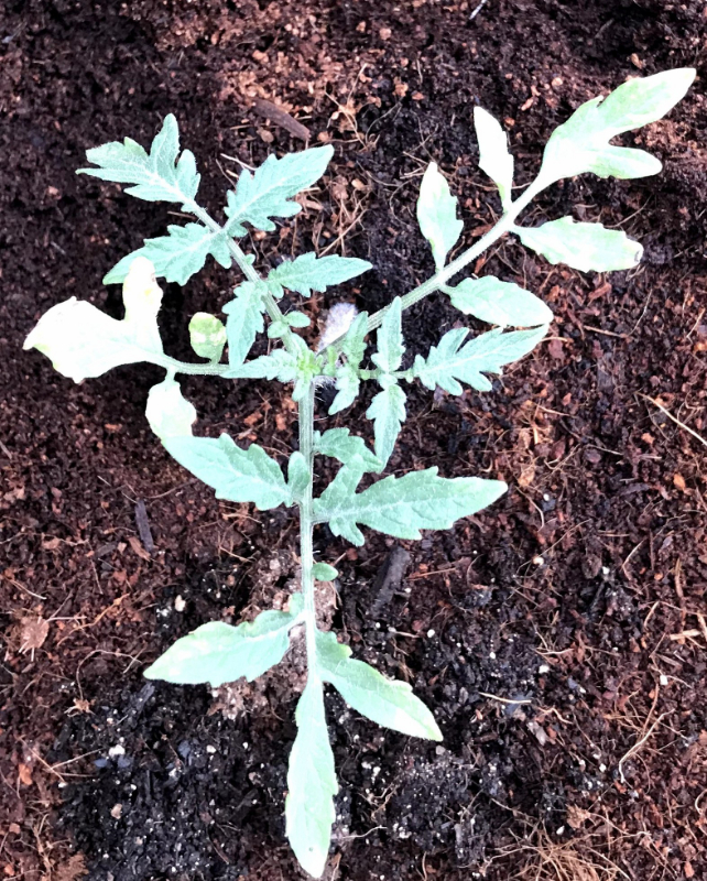 椰糠栽培.jpg 椰糠栽培.jpg