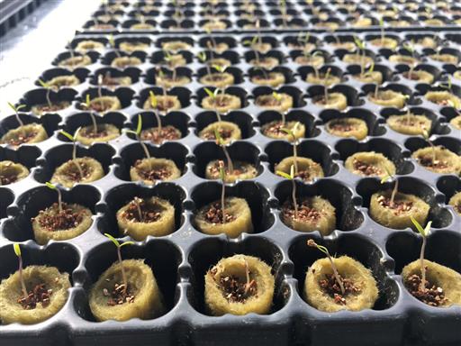 巖棉育苗.jpg 巖棉育苗.jpg