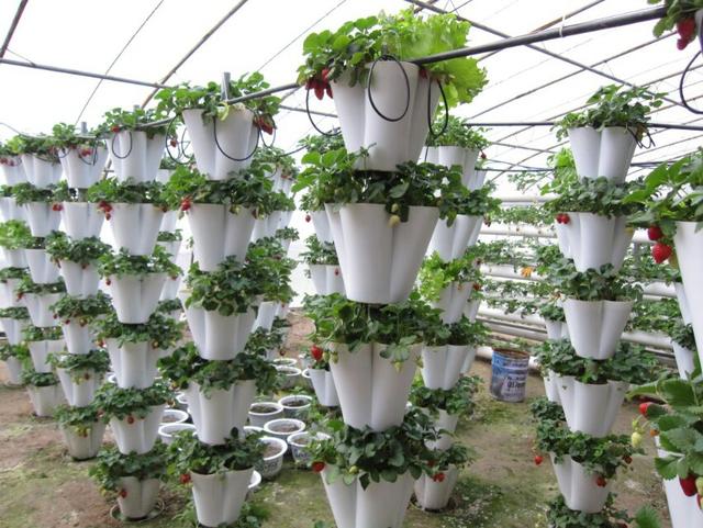 立柱式栽培.jpg 立柱式栽培.jpg