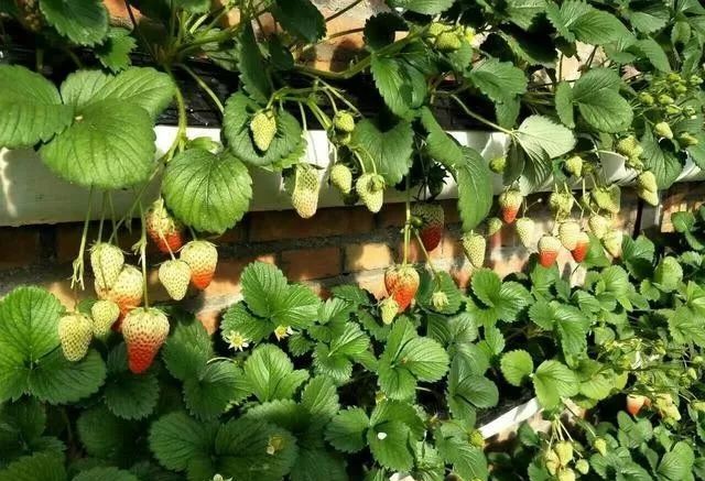 壁掛式栽培模式.jpg 壁掛式栽培模式.jpg