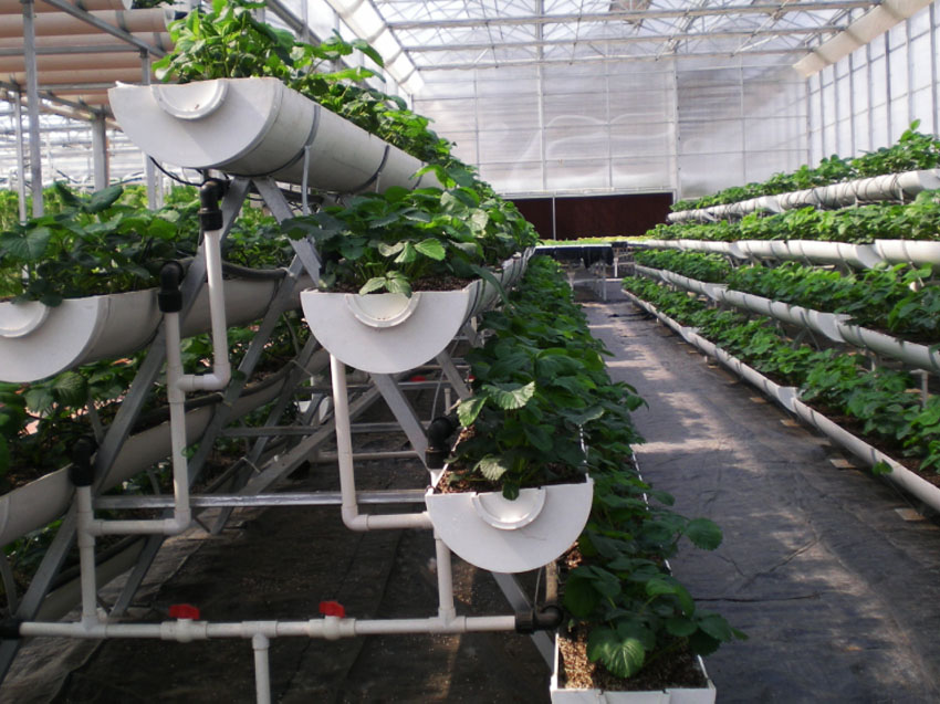 A字架栽培.jpg A字架栽培.jpg