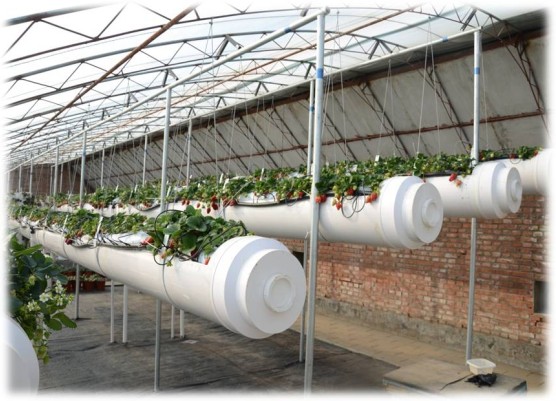 吊槽式栽培.jpg 吊槽式栽培.jpg