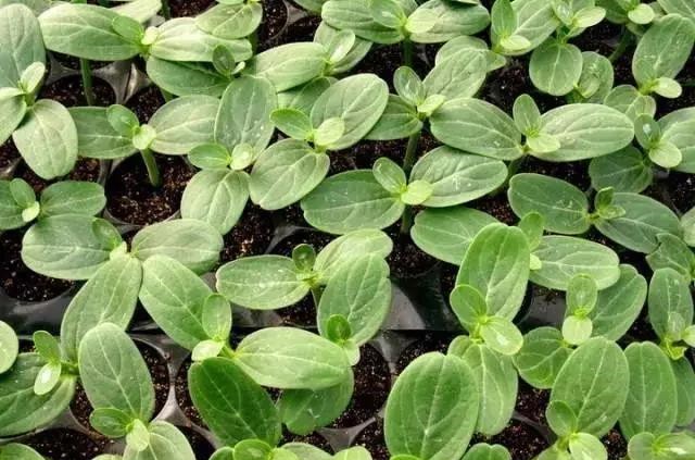 戳我試試 戳我試試