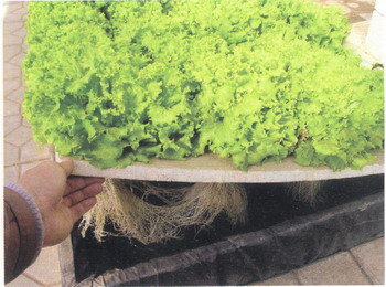 深液槽栽培.jpg 深液槽栽培.jpg