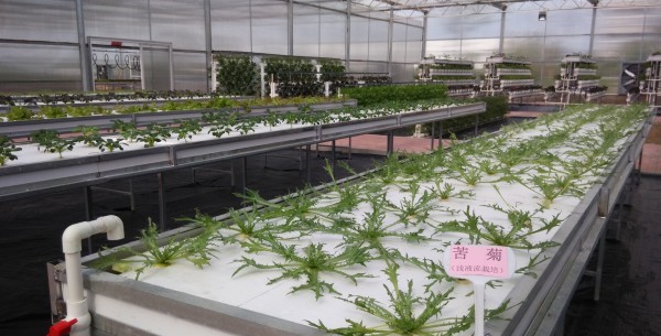 淺液流栽培.jpg 淺液流栽培.jpg