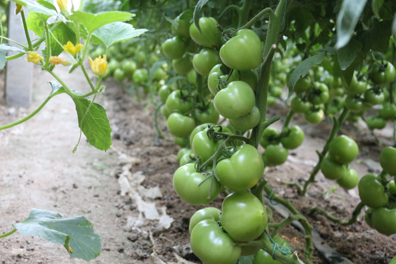 沙培.JPG 沙培.JPG