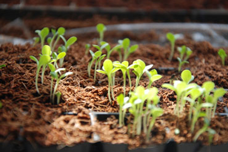 椰糠培.jpg 椰糠培.jpg