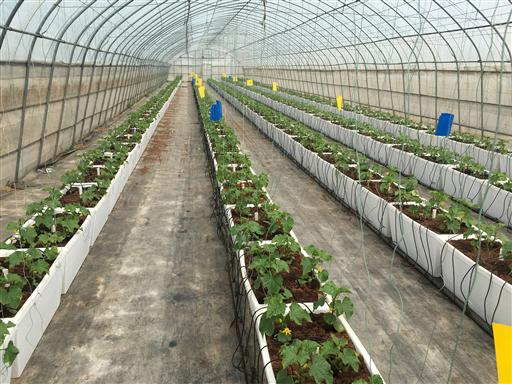 無土栽培迷你黃瓜.jpg 無土栽培迷你黃瓜.jpg