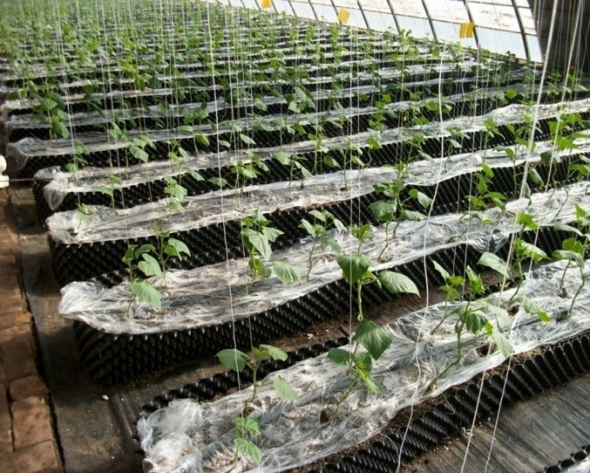 限根栽培.png 限根栽培.png