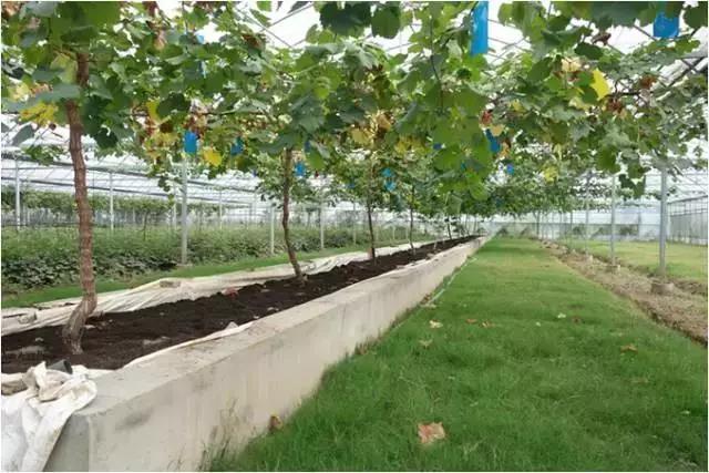 壟式栽培.jpg 壟式栽培.jpg