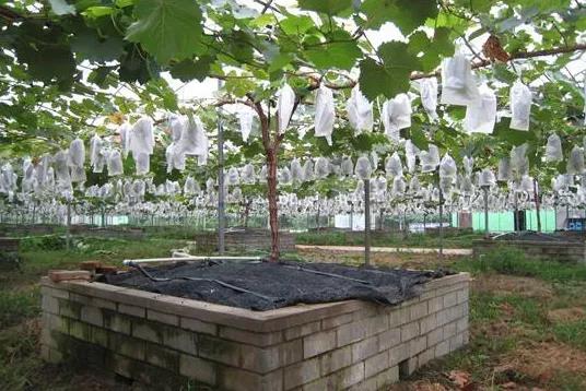 箱筐式栽培.jpg 箱筐式栽培.jpg