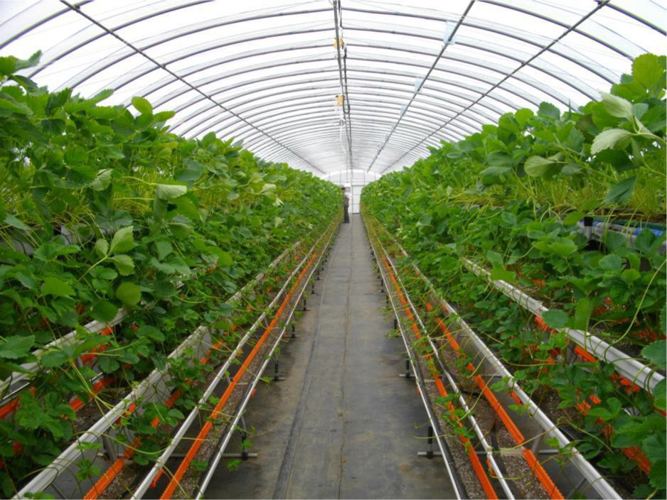 高架草莓.png 高架草莓.png