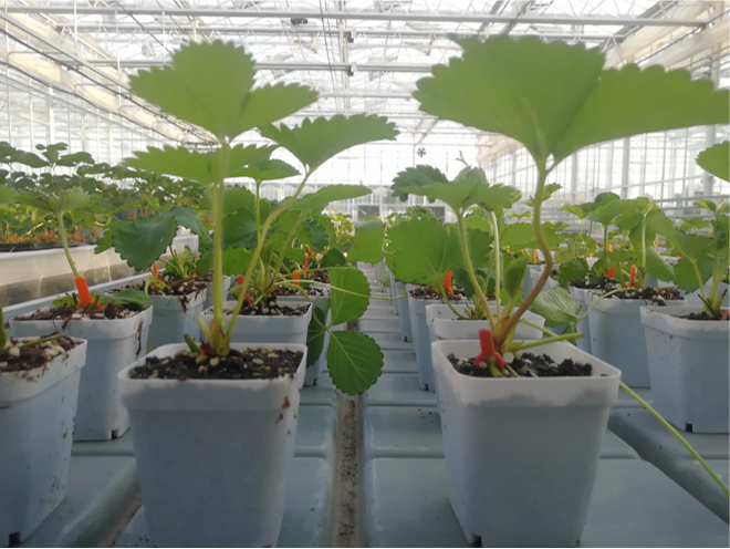 草莓苗.png 草莓苗.png