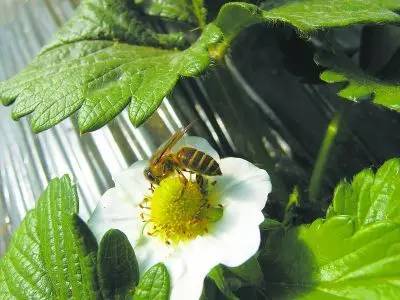 蜜蜂授粉.jpg 蜜蜂授粉.jpg