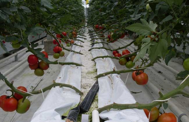 無(wú)土栽培西紅柿.jpg 無(wú)土栽培西紅柿.jpg