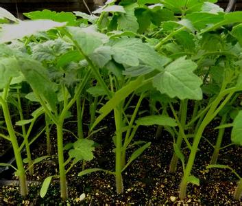 育苗.jpg 育苗.jpg